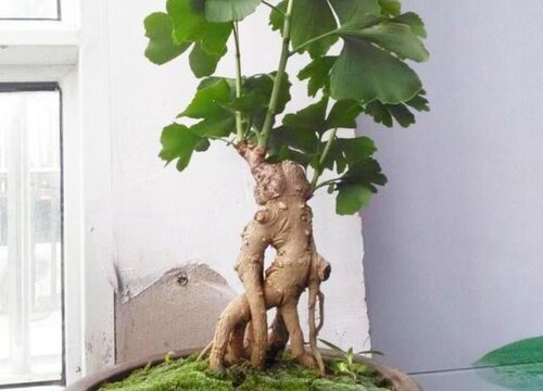 十大风水树排名