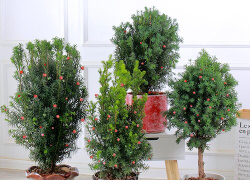 十大风水树排名