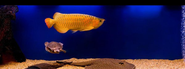 鱼缸放盐起什么作用