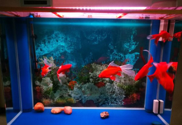 鱼缸放盐起什么作用