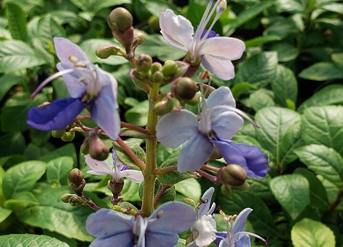 用什么方法养护蝴蝶兰不会烂根