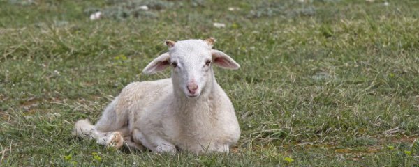 烧烤羊腰子是哪个部位