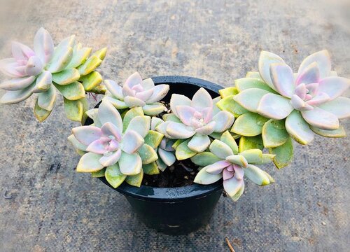 多肉叶片喷药弄脏了怎么清洗