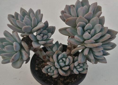 多肉叶片喷药弄脏了怎么清洗