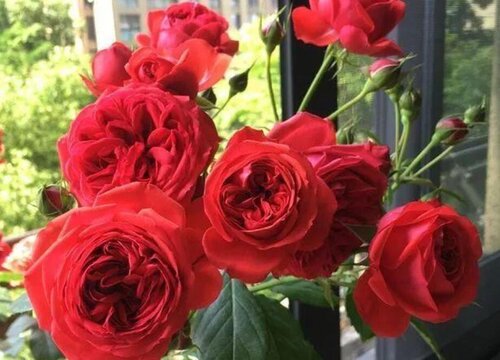 红苹果月季是藤本还是灌木