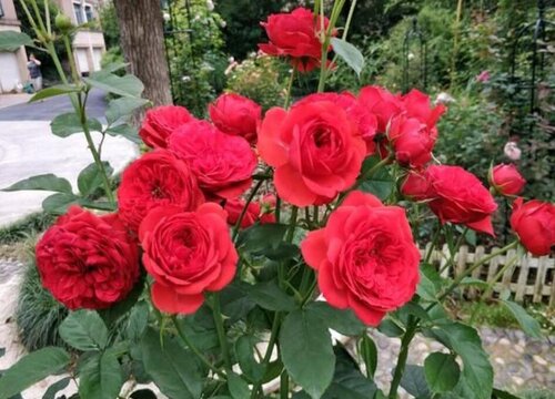 红苹果月季是藤本还是灌木