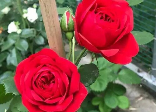 红苹果月季是藤本还是灌木