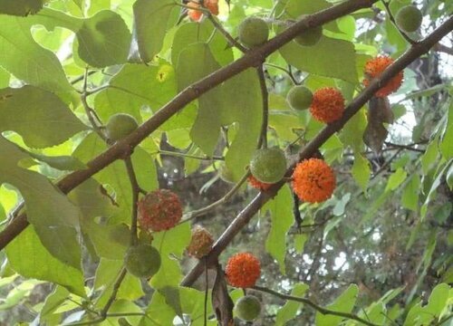 构树果实怎么吃可以补肾