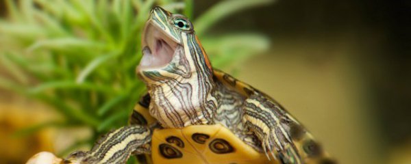 小龟的饲养方法