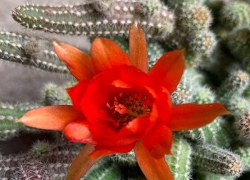 仙人指什么时候开花