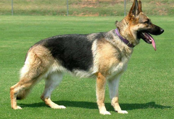 狼狗是什么品种