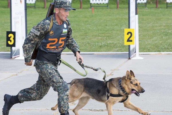 狼狗是什么品种