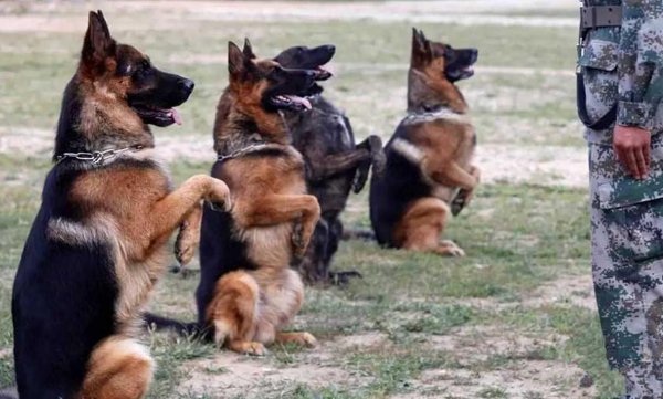 狼狗是什么品种