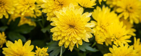 摆放什么植物可以辟邪吉祥