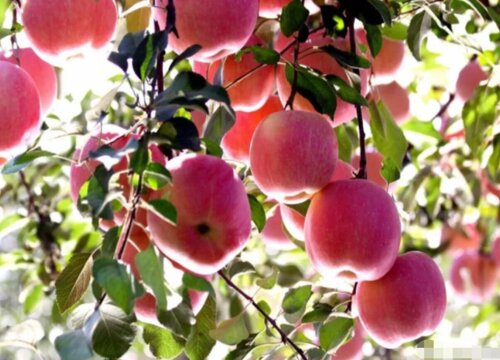 山东栖霞苹果什么时候成熟上市