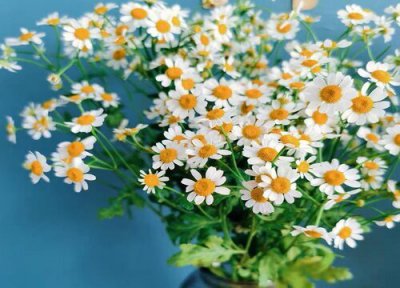 洋甘菊的花语是什么意思 洋甘菊的花语和象征意义