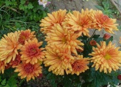 四季菊什么时候修剪 四季菊怎么修剪方法