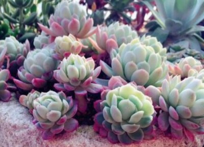 多肉植物心之月 心之月多肉怎么养才又肥又胖