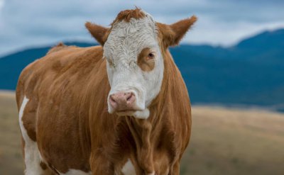 养十头牛一年的利润多少 养10只牛成本和利润分析