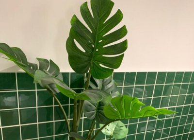 家里养龟背竹好吗 龟背竹养在家里风水上有什么好处