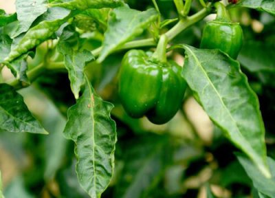 菜椒播种适合时间 菜椒什么时候播种好