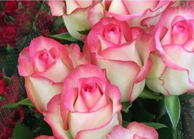 月季艾莎一年开几次花 开花的寓意