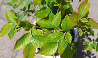 蓝莓叶子发黄干枯怎么办 蓝莓叶子发黄干枯怎么解决