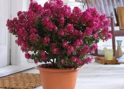 紫薇冬天落叶吗 紫薇盆景怎么养护过冬