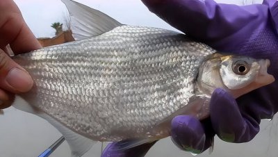 鳊鱼钓底还是钓浮 钓鳊鱼的时候需要注意哪些问题