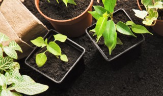 冬天室内放什么盆景好养 冬天室内放哪些盆景好养