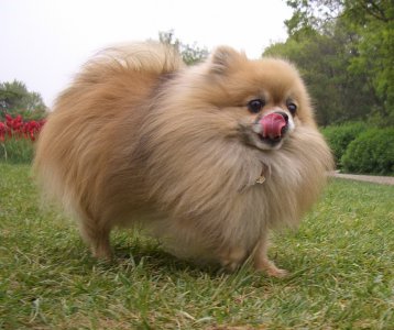 室内养什么宠物最干净 爱干净的人家里适合养什么宠物