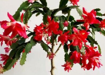 蟹爪兰入夏休眠怎样管理 夏季蟹爪兰休眠期哪些事情坚决不能做