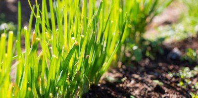 韭菜什么时候种最好 种韭菜的最佳时间是几月份