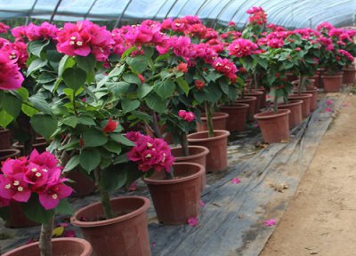 三角梅不开花是什么情况 三角梅不开花是哪些因素引起的