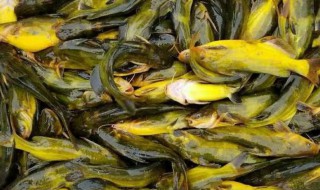 黄颡鱼是什么鱼 黄颡鱼简单介绍