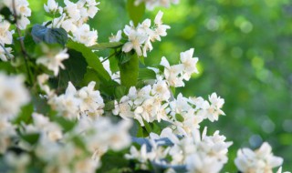 茉莉花什么季节修剪 茉莉花哪个季节修剪