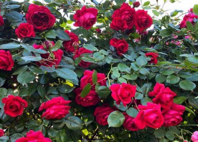 玫瑰是植物吗 属于什么类别植物