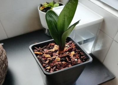 君子兰不开花怎么养护 君子兰不管怎么养殖都不开花要怎么办