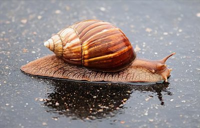 非洲大蜗牛能不能吃 不建议食用非洲大蜗牛的主要原因