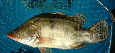 桂花鱼怎么养殖比较好 饲养桂花鱼的注意事项有哪些