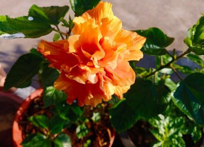 木槿花简介 朱槿和木槿花的区别