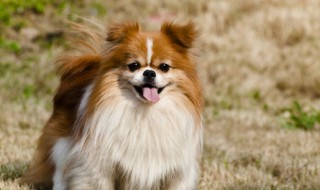 狗怕什么属相的人不能养狗 什么属相不可以养狗