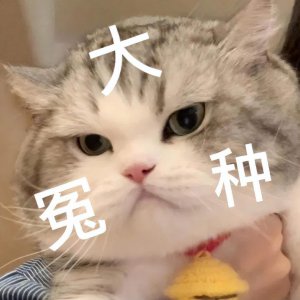 什么猫最好养而且不贵推荐 这5种宠物猫品种聪明又好养