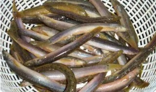 泥鳅冬天怎么养才能养活 泥鳅冬天如何养才能养活