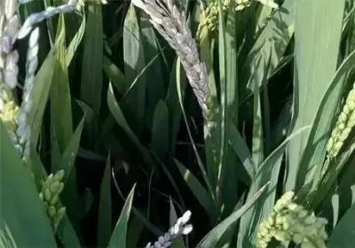 水稻抽穗后稻粒变白色是什么病 水稻灌浆期出现白粒怎么办