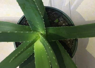 芦荟冬天怕冷吗 放室内或室外好 不耐寒