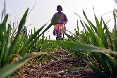 春季小麦施什么肥合适 开春小麦主要上什么肥料为主