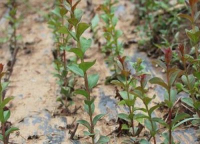 百日红种植技术 百日红的繁殖方法