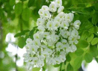 洋槐树什么时候开花 开放时间几月份