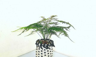 房间里适合放什么绿植 房间里适合放哪些绿植